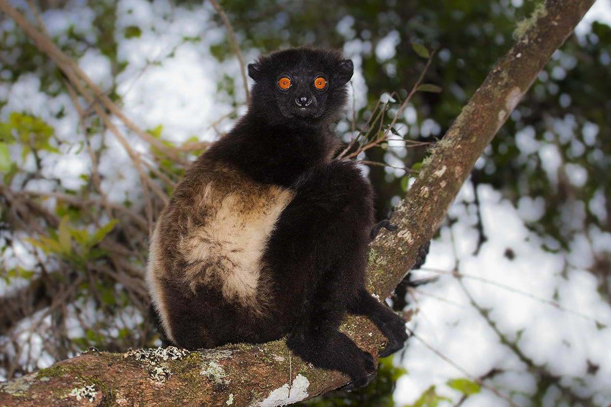 Sifaka Milne-Edwardsův, rezervace Ialatsara
