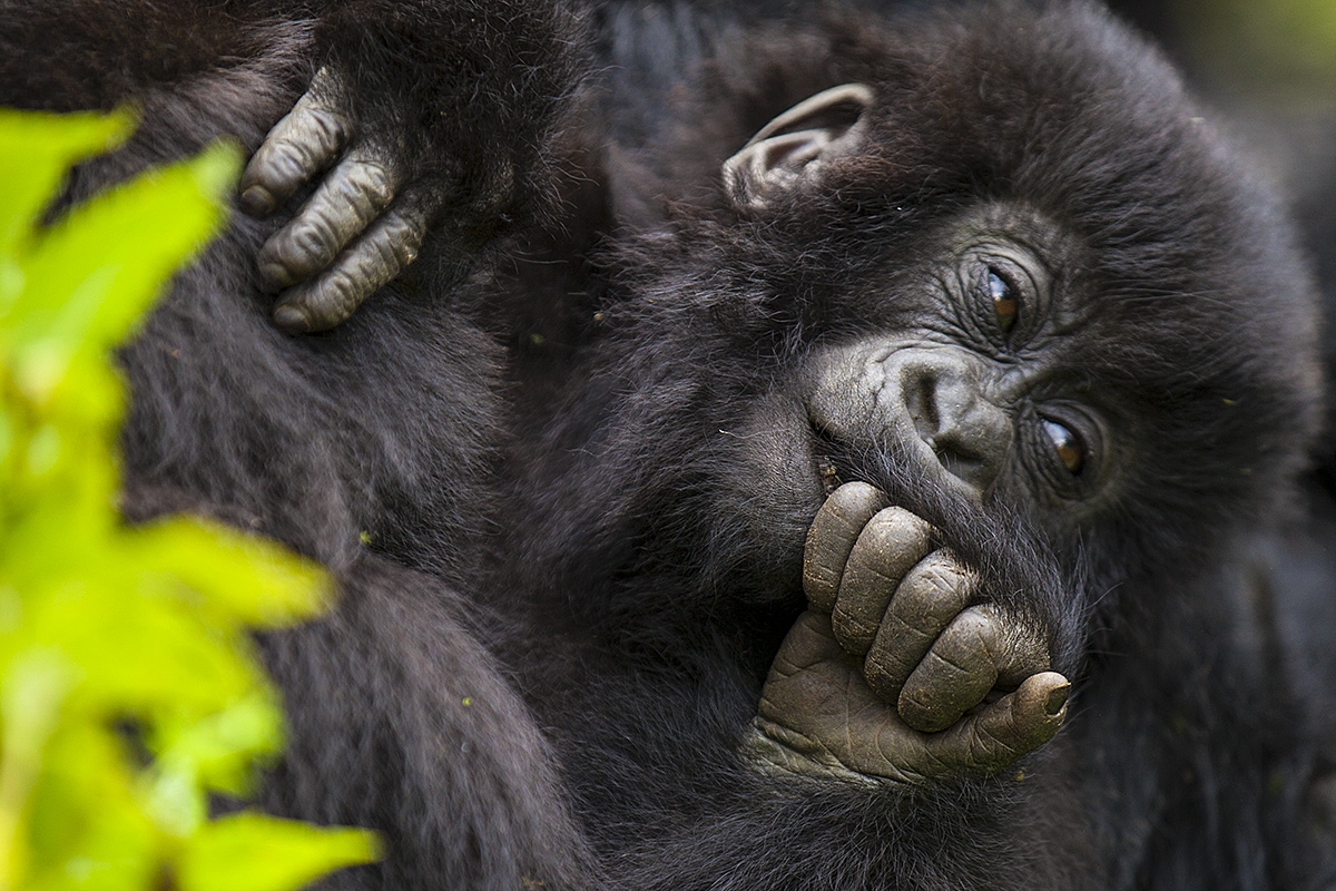 Gorila horská, Gorilla beringei beringei, národní park Volcanoes, Rwanda