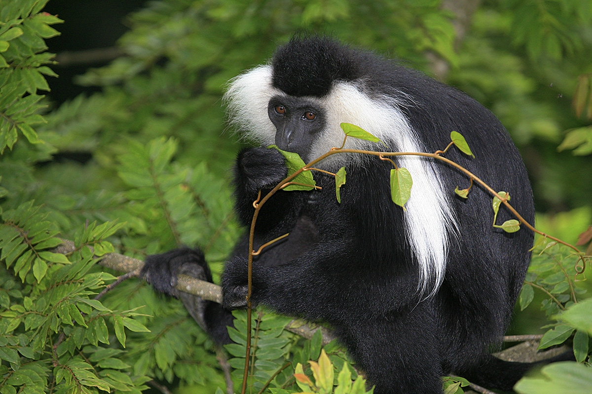 Gueréza ruwenzorská, národní park Nyungwe Forest, Rwanda