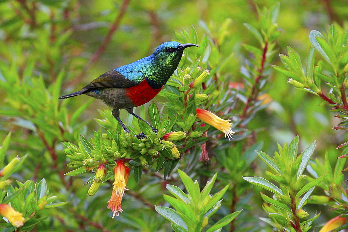Strdimil, národní park Nyungwe Forest, Rwanda