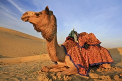 Maroko - velbloud na Sahaře