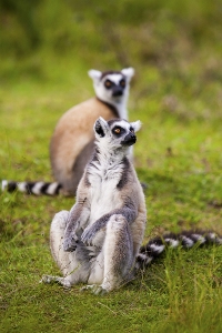 Lemur kata