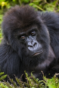 Horila horská, Rwanda