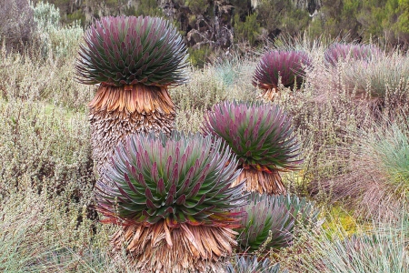 Rwenzori - obří lobélie (Lobelia becquaertii)