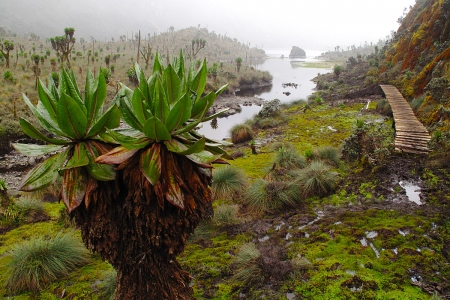 Rwenzori - jezero Bujuku