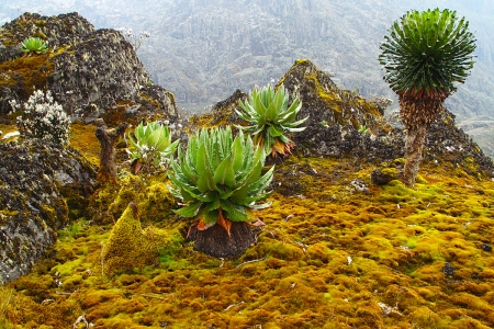 Rwenzori - Central circuit trail