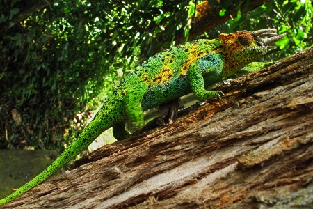 Chameleon Johnstonův (Trioceros johnstoni)
