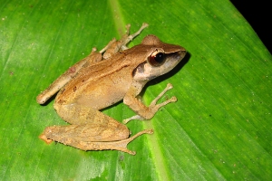 Gephyromantis luteus