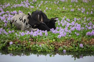 Zebu u baobabů
