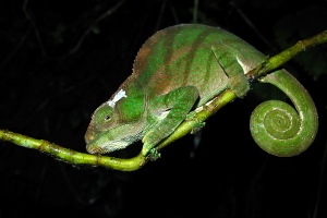 Calumma oshaughnessyi