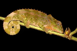 Chameleon krátkorohý