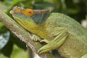 Chameleon Parsonův