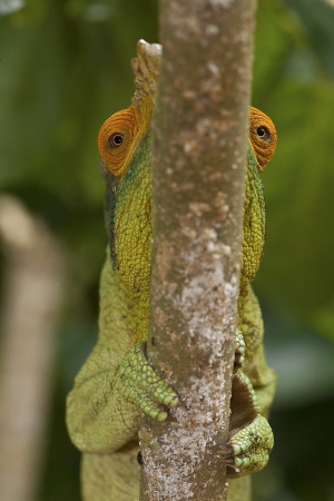 Chameleon Parsonův