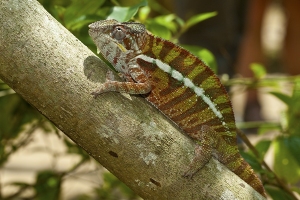 Chameleon pardálí