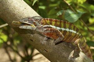 Chameleon pardálí