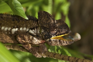 Chameleon obrovský