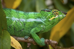 Chameleon pardálí