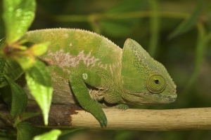 Calumma parsonii cristifer