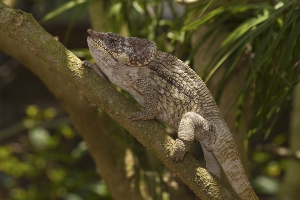 Chameleon krátkorohý