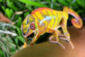 Chameleon pardálí