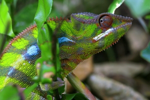 Chameleon pardálí