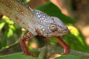 Chameleon obrovský