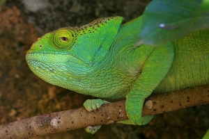 Chameleon Parsonův