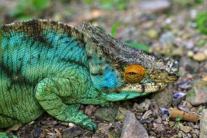 Chameleon Parsonův