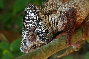 Chameleon obrovský