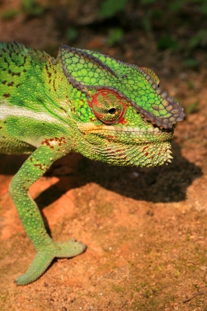Chameleon pardálí