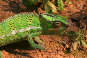 Chameleon pardálí