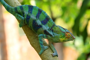 Chameleon pardálí
