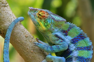 Chameleon pardálí