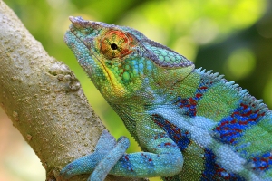 Chameleon pardálí
