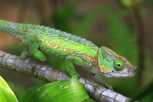 Chameleon tupohlavý