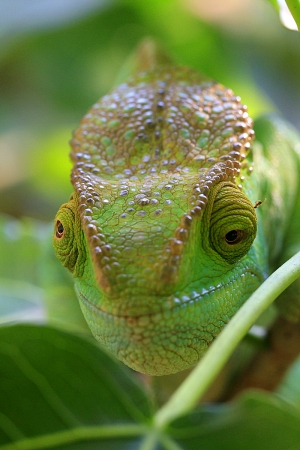 Chameleon Parsonův