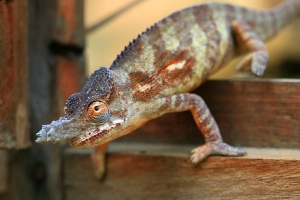 Furcifer bifidus