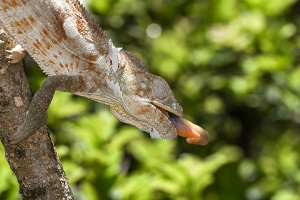 Chameleon pardálí