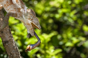 Chameleon pardálí