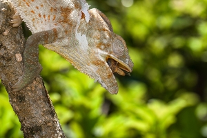 Chameleon pardálí
