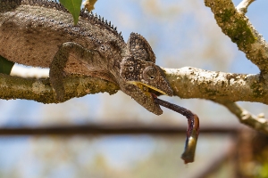 Chameleon obrovský