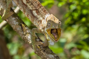 Chameleon pardálí