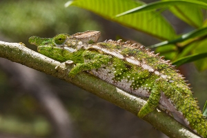 Chameleon
