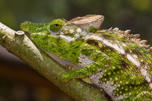 Chameleon