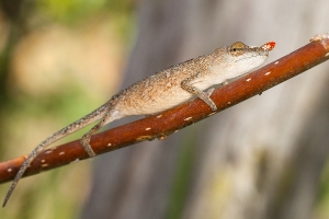 Chameleon