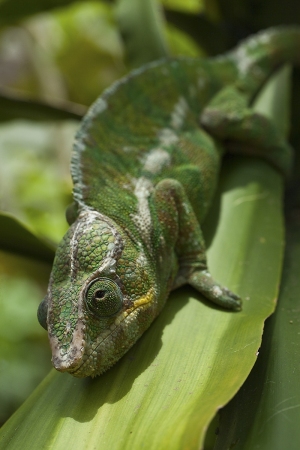 Chameleon tupohlavý