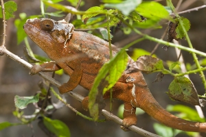 Calumma parsonii cristifer