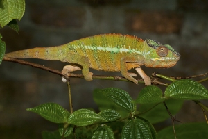 Chameleon pardálí