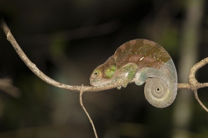 Chameleon Parsonův