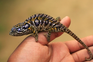Chameleon